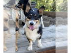Pembroke Welsh Corgi DOG FOR ADOPTION RGADN-1344692 - Eden - Corgi Dog For