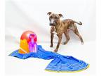 Bull Terrier DOG FOR ADOPTION RGADN-1344701 - MULLETT - Bull Terrier (medium