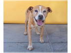 American Pit Bull Terrier Mix DOG FOR ADOPTION RGADN-1344706 - SILVER - Pit Bull