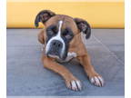 Boxer DOG FOR ADOPTION RGADN-1344716 - LUCY - Boxer (medium coat) Dog For