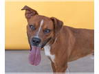 Boxer Mix DOG FOR ADOPTION RGADN-1344717 - CUBANO - Boxer / Mixed (short coat)