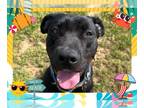 American Pit Bull Terrier DOG FOR ADOPTION RGADN-1344721 - KIRK - Pit Bull
