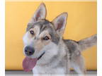 German Shepherd Dog-Siberian Husky Mix DOG FOR ADOPTION RGADN-1344724 - LYLA -