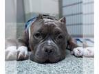 American Pit Bull Terrier DOG FOR ADOPTION RGADN-1344730 - CHENCHO - Pit Bull
