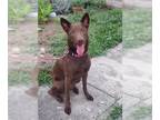 Australian Shepherd DOG FOR ADOPTION RGADN-1344742 - SUNNY - Australian Shepherd