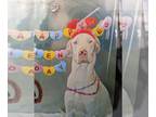 Great Dane DOG FOR ADOPTION RGADN-1344764 - Henry - Great Dane (short coat) Dog