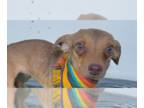 Dachshund Mix DOG FOR ADOPTION RGADN-1344781 - SUNNY - Dachshund / Mixed Dog For
