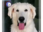 Great Pyredane DOG FOR ADOPTION RGADN-1344792 - Buzz - Great Pyrenees / Great