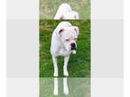 Boxer DOG FOR ADOPTION RGADN-1344805 - Olaf II - Boxer Dog For Adoption