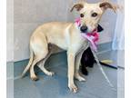 Shepradors DOG FOR ADOPTION RGADN-1344810 - WIZARD - Labrador Retriever / German