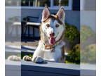 Siberian Husky DOG FOR ADOPTION RGADN-1344816 - Raya - Siberian Husky (medium