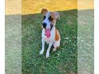 Labrador Retriever-Parson Russell Terrier Mix DOG FOR ADOPTION RGADN-1344821 -