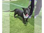 Basset Hound-Labrador Retriever Mix DOG FOR ADOPTION RGADN-1344840 - SHILOH -