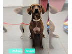 American Pit Bull Terrier Mix DOG FOR ADOPTION RGADN-1344843 - Maggie - Hound /
