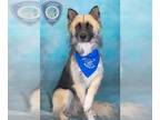 Alaskan Malamute-German Shepherd Dog Mix DOG FOR ADOPTION RGADN-1344846 - BALOO