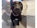 American Pit Bull Terrier Mix DOG FOR ADOPTION RGADN-1344847 - PANTERA - Pit