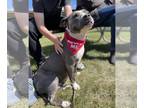 American Staffordshire Terrier Mix DOG FOR ADOPTION RGADN-1344861 - Lola -