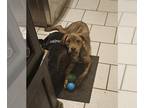 Boxer Mix DOG FOR ADOPTION RGADN-1344863 - PUFF - Boxer / Mixed (medium coat)