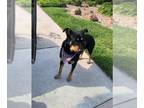 Rottweiler Mix DOG FOR ADOPTION RGADN-1344868 - BLUE - Rottweiler / Mixed