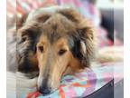 Collie DOG FOR ADOPTION RGADN-1344904 - Penny medical needs - Collie (medium
