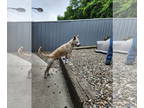 Huskies -Labrador Retriever Mix DOG FOR ADOPTION RGADN-1344909 - Chico -