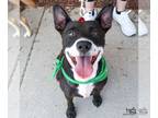 Border Collie Mix DOG FOR ADOPTION RGADN-1344914 - Dingo - Border Collie /