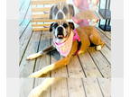 Boxer DOG FOR ADOPTION RGADN-1344915 - Belle II - Silver Heart - Boxer Dog For