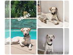 Labrador Retriever Mix DOG FOR ADOPTION RGADN-1344919 - Ghost - Labrador