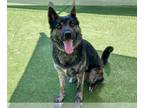 Akita Mix DOG FOR ADOPTION RGADN-1344924 - PAUL - Akita / Mixed (medium coat)