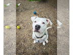 Bullboxer Pit DOG FOR ADOPTION RGADN-1344941 - Razzle Dazzle - Pit Bull Terrier