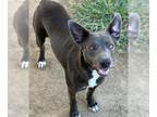 American Pit Bull Terrier Mix DOG FOR ADOPTION RGADN-1344950 - Dog - Pit Bull