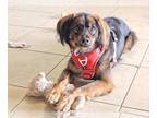 Australian Shepherd Mix DOG FOR ADOPTION RGADN-1344953 - COURTESY POST: Teddy -
