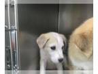 Great Pyrenees Mix DOG FOR ADOPTION RGADN-1344956 - DASH - Great Pyrenees /