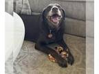 Labrador Retriever DOG FOR ADOPTION RGADN-1344961 - SAM - Labrador Retriever