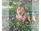 Basset Hound DOG FOR ADOPTION RGADN-1344962 - CHICO - Basset Hound (medium coat)