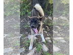 Akita DOG FOR ADOPTION RGADN-1344975 - Sparrow - Akita Dog For Adoption