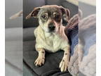 Beagle Mix DOG FOR ADOPTION RGADN-1344978 - Stella Luna - Beagle / Mixed (medium
