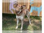Siberian Husky Mix DOG FOR ADOPTION RGADN-1344983 - ROBIN - Siberian Husky /