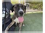 Bullboxer Pit DOG FOR ADOPTION RGADN-1344987 - SHILOH - Pit Bull Terrier / Boxer