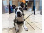 American Pit Bull Terrier Mix DOG FOR ADOPTION RGADN-1344988 - Izzy - Pit Bull