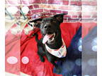 Labrador Retriever DOG FOR ADOPTION RGADN-1344989 - Onyx - Labrador Retriever