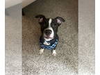 Boston Terrier Mix DOG FOR ADOPTION RGADN-1345002 - ZCL-D-Sweet Boy - Boston