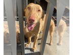 Vizsla DOG FOR ADOPTION RGADN-1345007 - Luke - Vizsla / Labrador Retriever