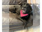 Mastiff DOG FOR ADOPTION RGADN-1345008 - Ginseng Ginny - Mastiff Dog For