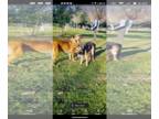 German Shepherd Dog DOG FOR ADOPTION RGADN-1345014 - Sister - German Shepherd