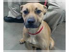 Boxer DOG FOR ADOPTION RGADN-1345023 - Penny Pearl 59291 - Boxer (short coat)