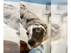 Catahoula Leopard Dog DOG FOR ADOPTION RGADN-1345024 - Ralphie Lone Star 58131 -
