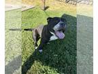 American Pit Bull Terrier Mix DOG FOR ADOPTION RGADN-1345054 - Maggie - American