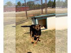 Black and Tan Coonhound Mix DOG FOR ADOPTION RGADN-1345056 - SHAWN - Black and