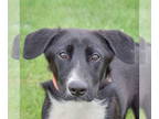German Shepherd Dog-Huskies Mix DOG FOR ADOPTION RGADN-1345087 - Ava - Husky /